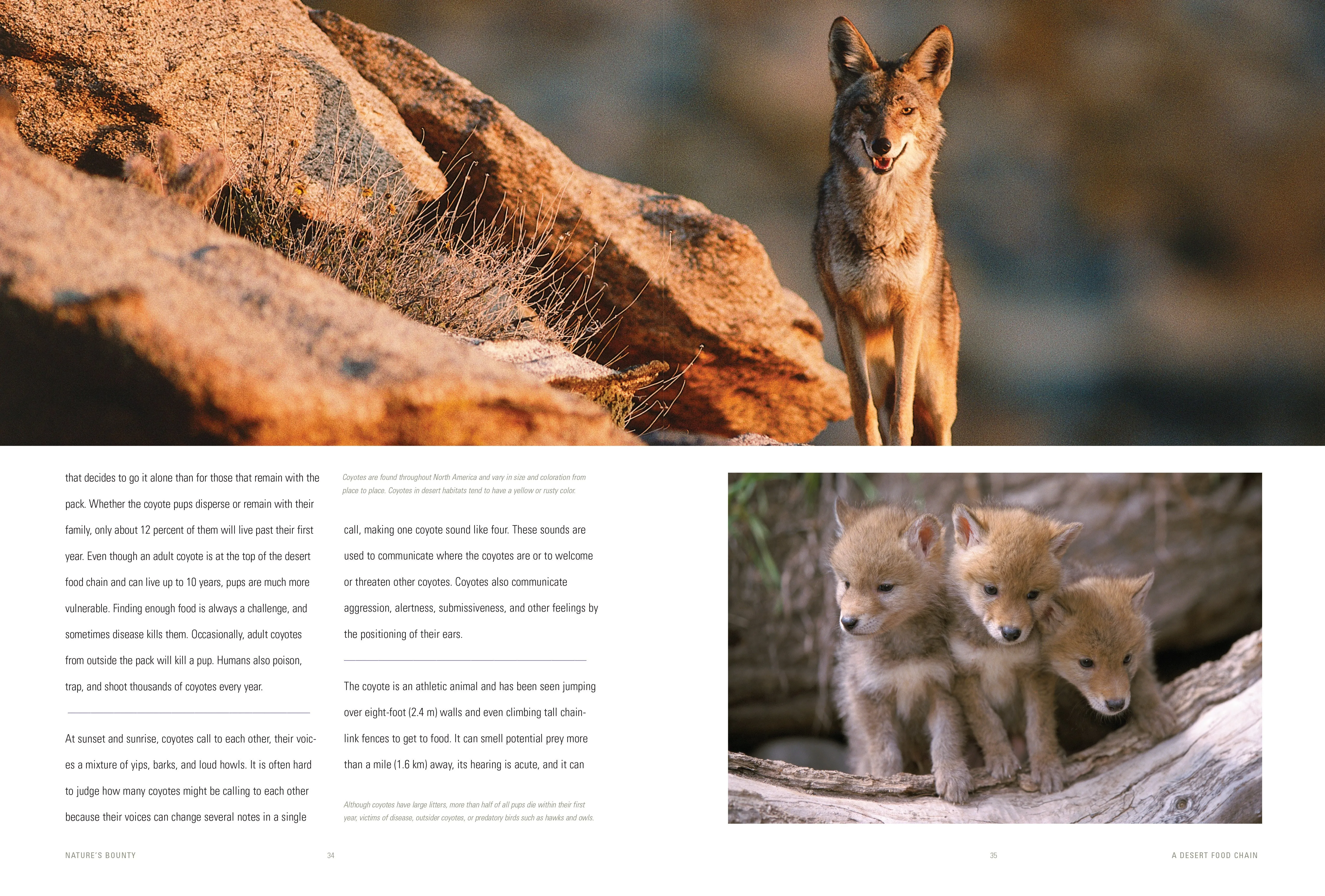 Nature's Bounty: A Desert Food Chain by The Creative Company Shop