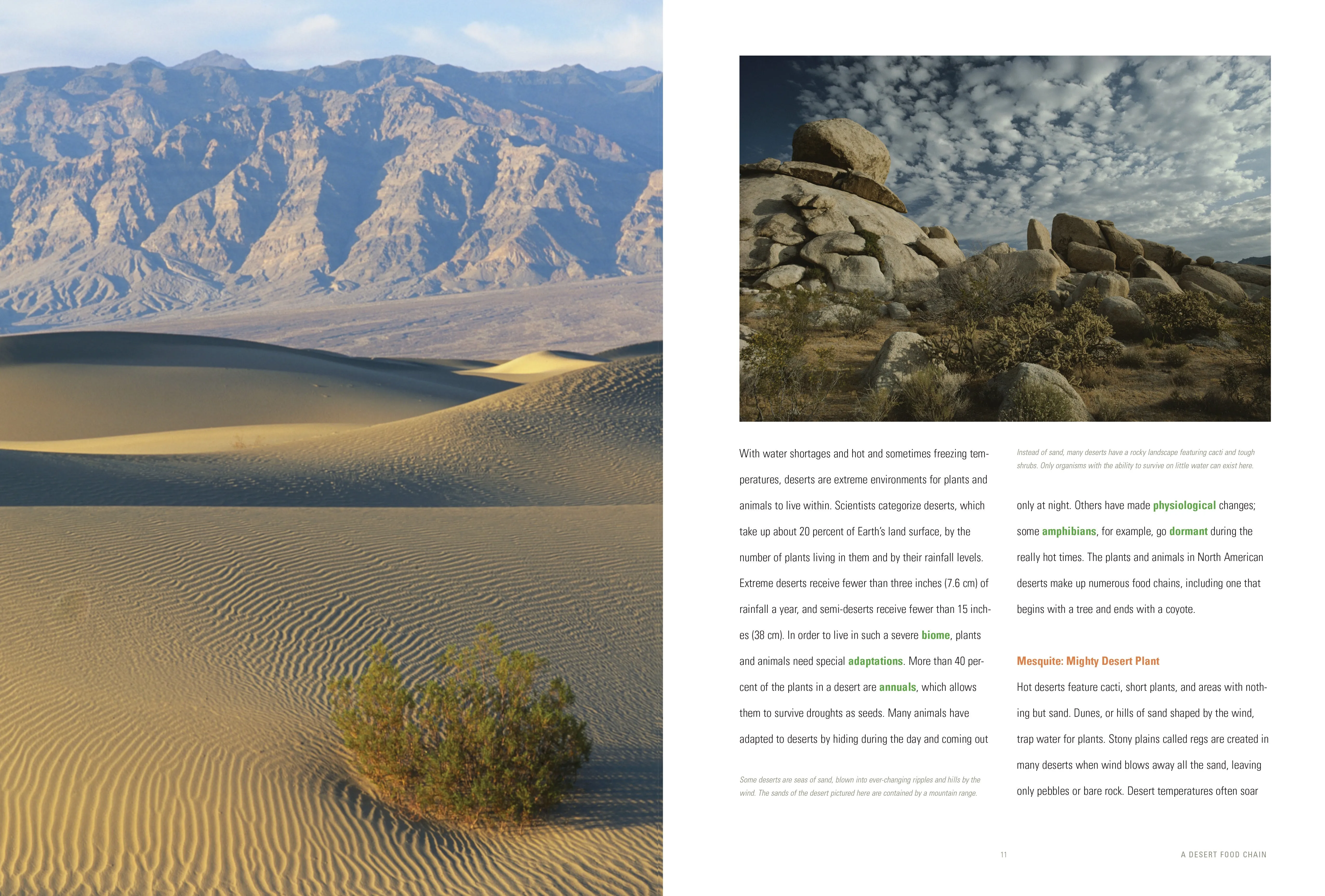 Nature's Bounty: A Desert Food Chain by The Creative Company Shop
