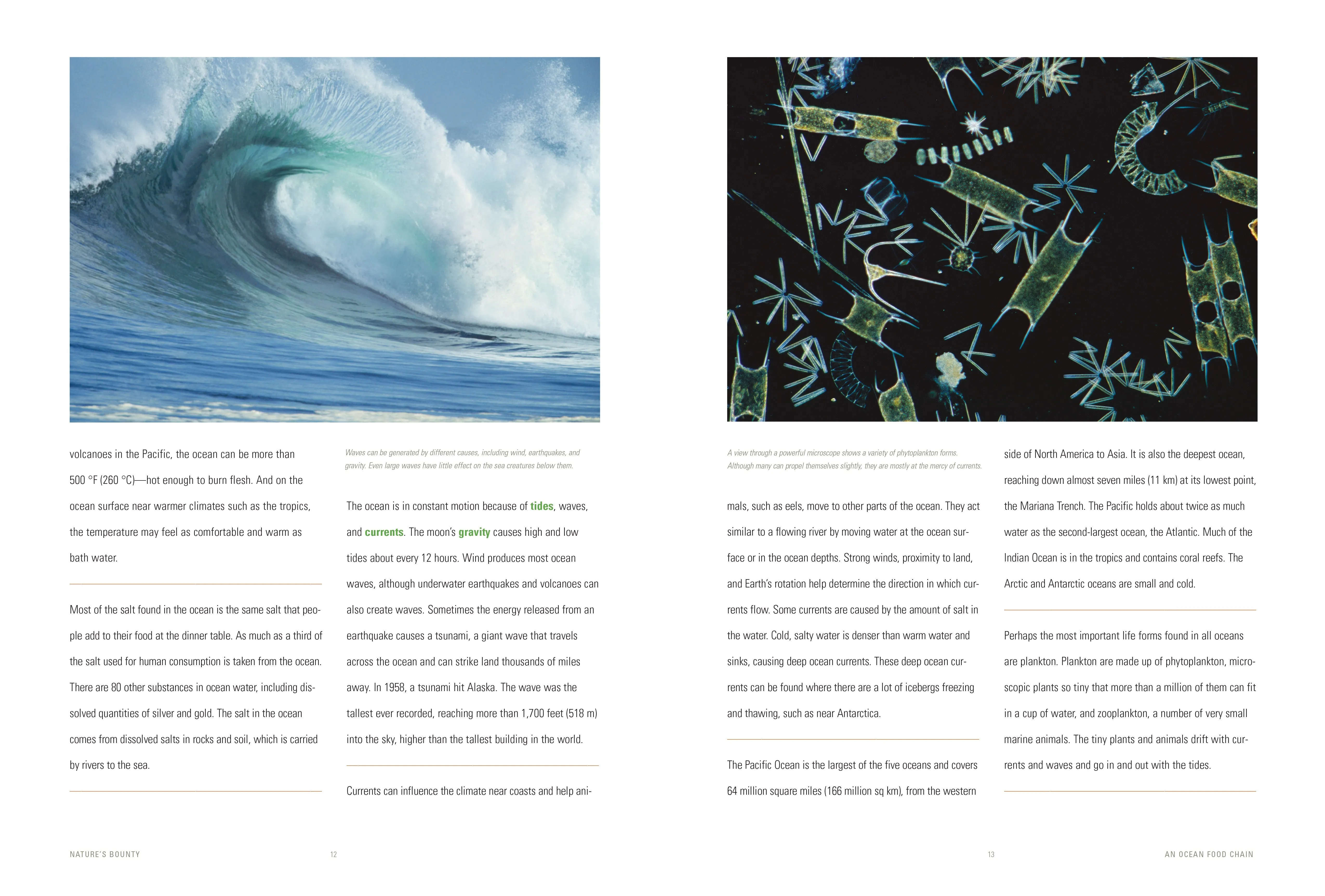 Nature's Bounty: An Ocean Food Chain by The Creative Company Shop