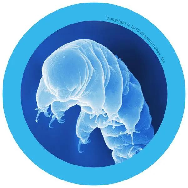 Waterbear (Hypsibius Dujardini) - GIANTmicrobes® Key Chain